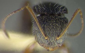 Media type: image; Entomology 22419   Aspect: head frontal view